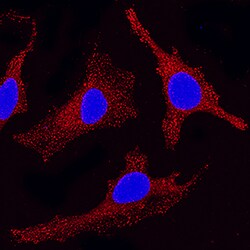 Human Eps15 Antibody, R D Systems 25&mu;g; Unlabeled:Antibodies, Monoclonal