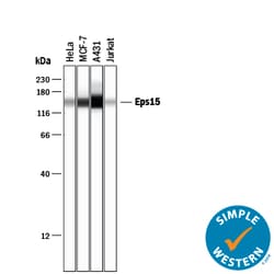 Human Eps15 Antibody, R D Systems 25&mu;g; Unlabeled:Antibodies, Monoclonal