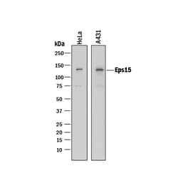 Human Eps15 Antibody, R D Systems 25&mu;g; Unlabeled:Antibodies, Monoclonal