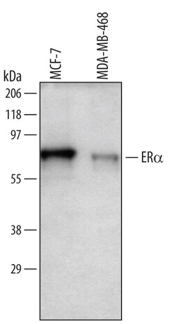 Human ER alpha/NR3A1 Antibody, R D Systems 100&mu;g; Unlabeled:Antibodies,