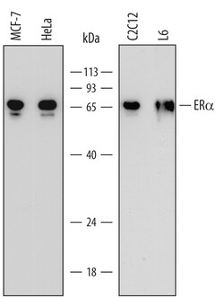 Human/Mouse/Rat ER alpha/NR3A1 Antibody, R D Systems 25&mu;g; Unlabeled:Antibodies,