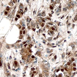 Human ER alpha/NR3A1 Antibody, R D Systems 100ug; Unlabeled:Antibodies,