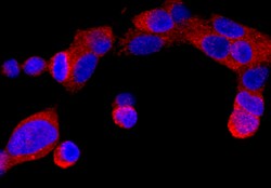 ER beta/NR3A2 Mouse anti-Human, Clone: 733930, R D Systems 25&mu;g; Unlabeled,