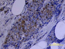 Human Phospho-ErbB2/Her2 (Y1248) Antibody, R D Systems 50&mu;g; Unlabeled:Antibodies,