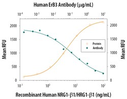 Human ErbB3/Her3 Antibody, R D Systems 100 &mu;g | Buy Online | R&D Systems | Fisher Scientific