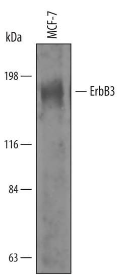 Human ErbB3/Her3 Antibody, R D Systems 100 &mu;g | Buy Online | R&D Systems | Fisher Scientific