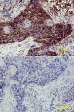 Human ErbB3/Her3 Antibody, R D Systems 100ug; Unlabeled:Antibodies, Monoclonal