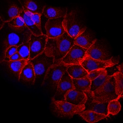 Human Erbin Antibody, R D Systems 25&mu;g; Unlabeled:Antibodies, Polyclonal