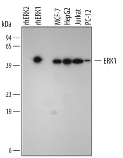 Human/Mouse/Rat ERK1 Antibody, R D Systems 50&mu;g; Unlabeled:Antibodies,