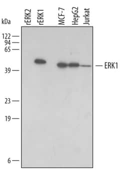 Human ERK1 Antibody, R D Systems 100&mu;g; Unlabeled:Antibodies, Polyclonal