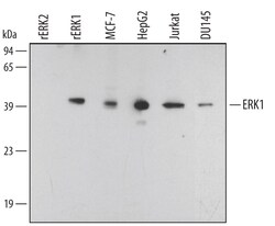 Human ERK1 Antibody, R D Systems 50&mu;g; Unlabeled:Antibodies, Polyclonal