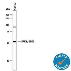 Human/Mouse/Rat ERK1/ERK2 Antibody, R D Systems 100&mu;g; Unlabeled:Antibodies,