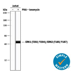 Human/Mouse Phospho-ERK1 (ERK1 T202/Y204, ERK2 T185/Y187) Antibody, R D