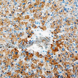 Human ERK1 Antibody, R D Systems 25&mu;g; Unlabeled:Antibodies, Monoclonal