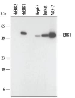 Human ERK1 Antibody, R D Systems 25&mu;g; Unlabeled:Antibodies, Monoclonal