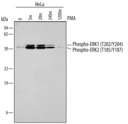 Human/Mouse/Rat Phospho-ERK1(T202/Y204)/ERK2 (T185/Y187) Antibody, R D