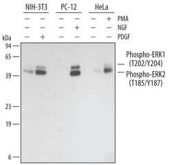 Human/Mouse/Rat Phospho-ERK1 (T202/Y204)/ERK2 (T185/Y187) Antibody, R D