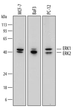Human/Mouse/Rat ERK1/ERK2 Antibody, R D Systems 100ug; Unlabeled:Antibodies,