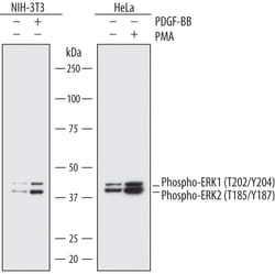 Human Phospho-ERK1 (T202/Y204)/ERK2 (T185/Y187) Antibody, R D Systems 25&mu;g;
