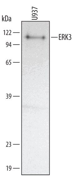 Human ERK3 Antibody, R D Systems 25&mu;g; Unlabeled:Antibodies, Monoclonal
