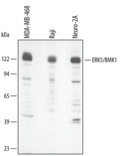 Human/Mouse ERK5/BMK1 Antibody, R D Systems 100&mu;g; Unlabeled:Antibodies,
