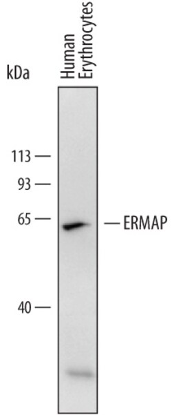 Human ERMAP Antibody, R D Systems 25&mu;g; Unlabeled:Antibodies, Monoclonal