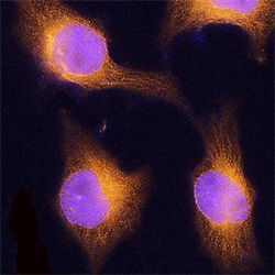 Human ERp57/PDIA3 Antibody, R D Systems Unlabeled; 100&mu;g:Antibodies,
