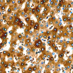 Human ERp57/PDIA3 Antibody, R D Systems Unlabeled; 100&mu;g:Antibodies,