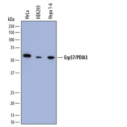 Human ERp57/PDIA3 Antibody, R D Systems Unlabeled; 100&mu;g:Antibodies,