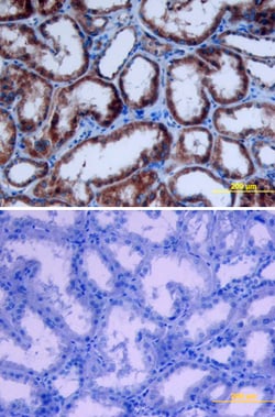 Human Erythropoietin/EPO Antibody, R D Systems 1 mg | Buy Online | R&D Systems | Fisher Scientific