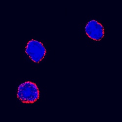 Mouse Erythropoietin R Antibody, R D Systems 25&mu;g; Unlabeled:Antibodies,