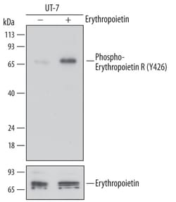 Human Phospho-Erythropoietin R (Y426) Antibody, R D Systems 25&mu;g; Unlabeled:Antibodies,
