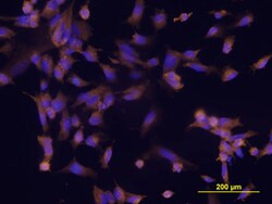 Human ESAM Antibody, R D Systems 100ug; Unlabeled:Antibodies, Monoclonal