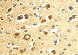 Human E-Selectin/CD62E Antibody, R D Systems 200 &mu;g | Buy Online | R&D Systems | Fisher Scientific