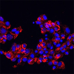 Human E-Selectin/CD62E Antibody, R D Systems 1mg; Unlabeled:Antibodies,