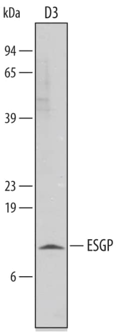 Mouse ESGP Antibody, R D Systems 25&mu;g; Unlabeled:Antibodies, Polyclonal