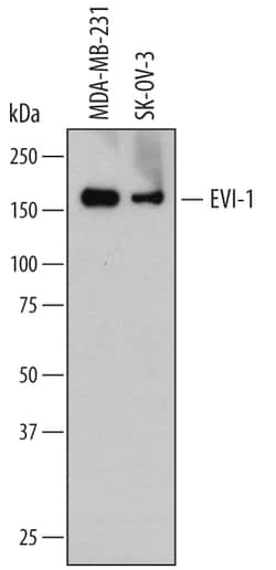 Human EVI-1 Antibody, R D Systems 25&mu;g; Unlabeled:Antibodies, Monoclonal