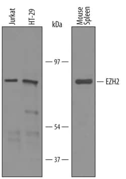 Human/Mouse EZH2 Antibody, R D Systems 100&mu;g; Unlabeled:Antibodies,