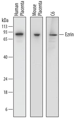 Human/Mouse/Rat Ezrin Antibody, R D Systems 100&mu;g; Unlabeled:Antibodies,