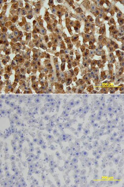 Human/Mouse/Rat FABP1/L-FABP Antibody, R D Systems 100&mu;g; Unlabeled:Antibodies,