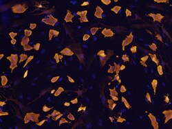 Mouse/Rat FABP4/A-FABP Antibody, R D Systems 25&mu;g; Unlabeled:Antibodies,