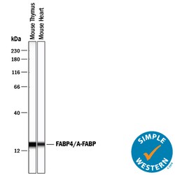 Mouse/Rat FABP4/A-FABP Antibody, R D Systems 25&mu;g; Unlabeled:Antibodies,