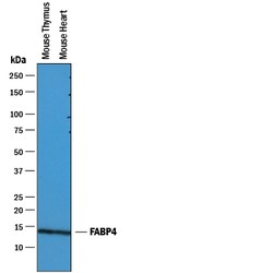 Mouse/Rat FABP4/A-FABP Antibody, R D Systems 25&mu;g; Unlabeled:Antibodies,