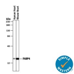 Human FABP4/A-FABP Antibody, R D Systems 100 &mu;g | Buy Online | R&D Systems | Fisher Scientific