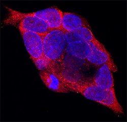 Human FABP6 Antibody, R D Systems 100&mu;g; Unlabeled:Antibodies, Polyclonal