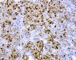 Human FABP7/B-FABP Antibody, R D Systems 100&mu;g; Unlabeled:Antibodies,