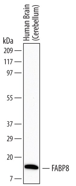 Human FABP8/M-FABP Antibody, R D Systems 25&mu;g; Unlabeled:Antibodies,