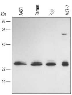 Human FADD Antibody, R D Systems 25&mu;g; Unlabeled:Antibodies, Polyclonal