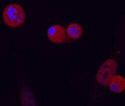 Human Phospho-FADD (S194) Antibody, R D Systems 25&mu;g; Unlabeled:Antibodies,