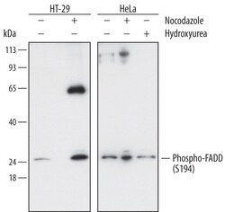 Human Phospho-FADD (S194) Antibody, R D Systems 25&mu;g; Unlabeled:Antibodies,